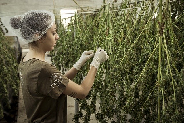 cannabis anbauen